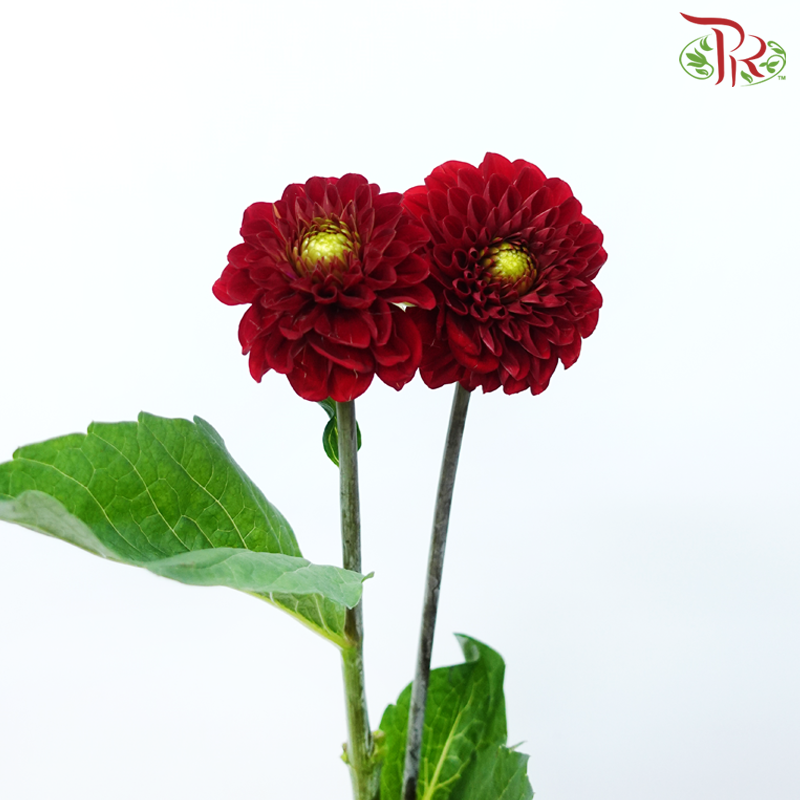 Dahlia - Red (2 Stems)-Red-Netherland-prflorist.com.my