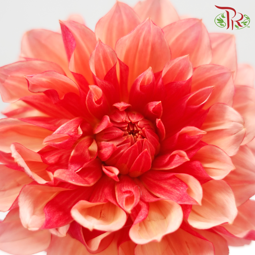 Dahlia - Red (Per Stem) *FRAGILE-Red-Japan-prflorist.com.my