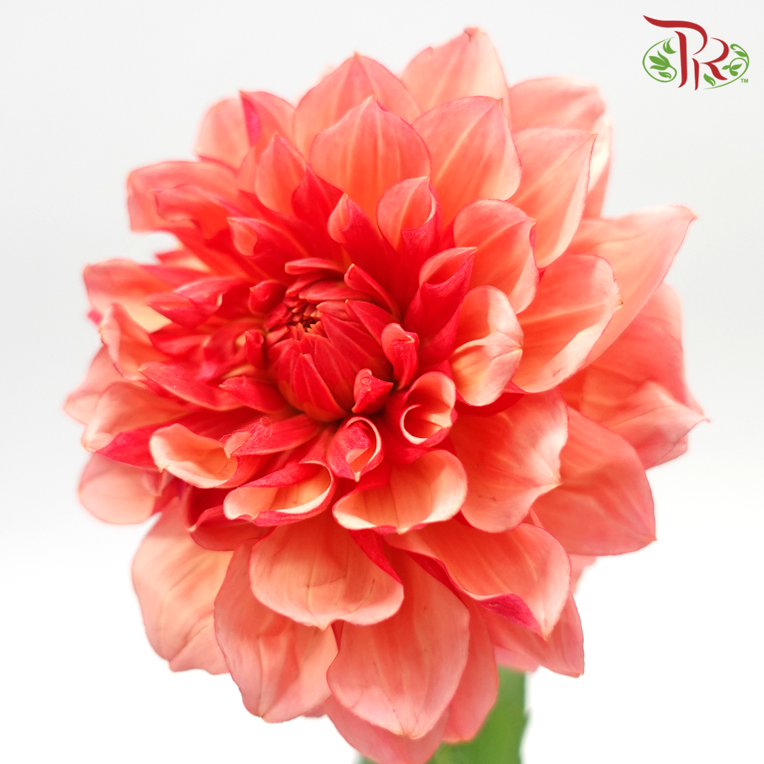 Dahlia - Red (Per Stem) *FRAGILE-Red-Japan-prflorist.com.my