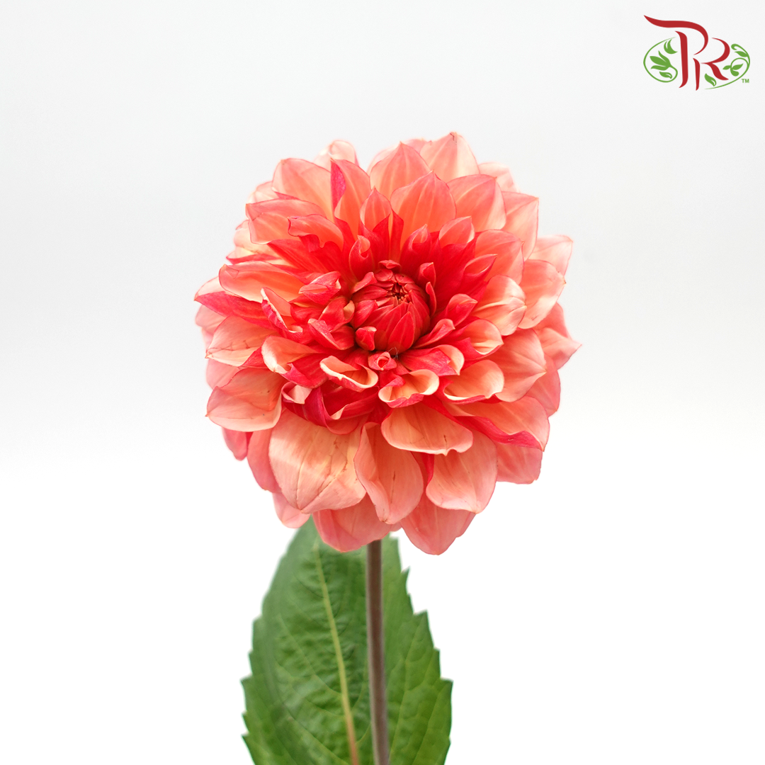 Dahlia - Red (Per Stem) *FRAGILE-Red-Japan-prflorist.com.my