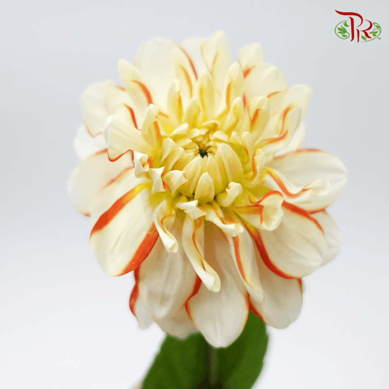 Dahlia - Ruru (Per Stem)-Japan-prflorist.com.my
