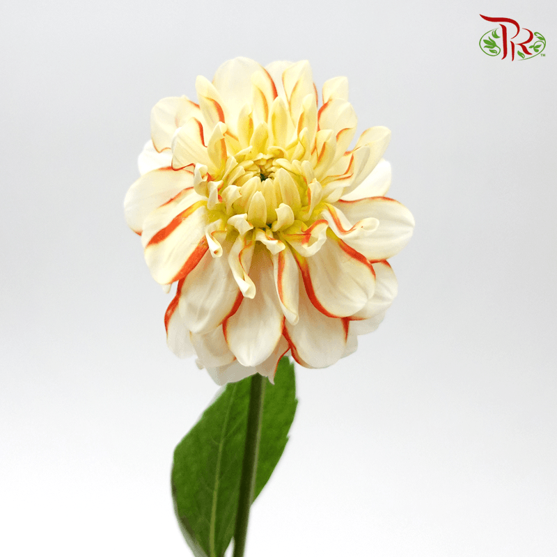 Dahlia - Ruru (Per Stem)-Japan-prflorist.com.my