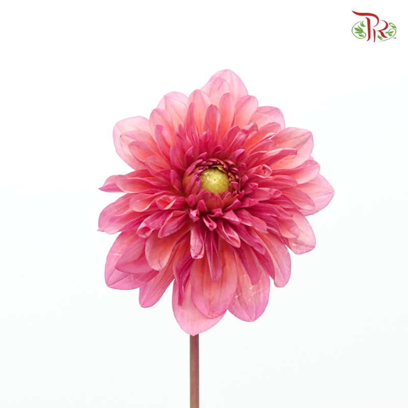 Dahlia - Salmon Runner (5 Stems)-Salmon Runner-Netherland-prflorist.com.my