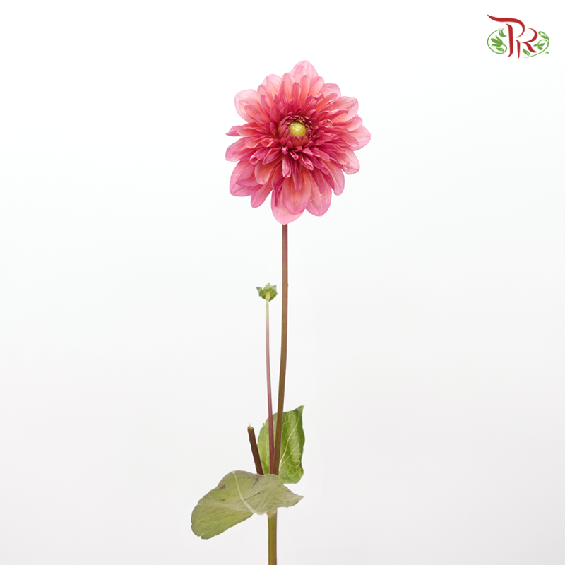 Dahlia - Salmon Runner (5 Stems)-Salmon Runner-Netherland-prflorist.com.my