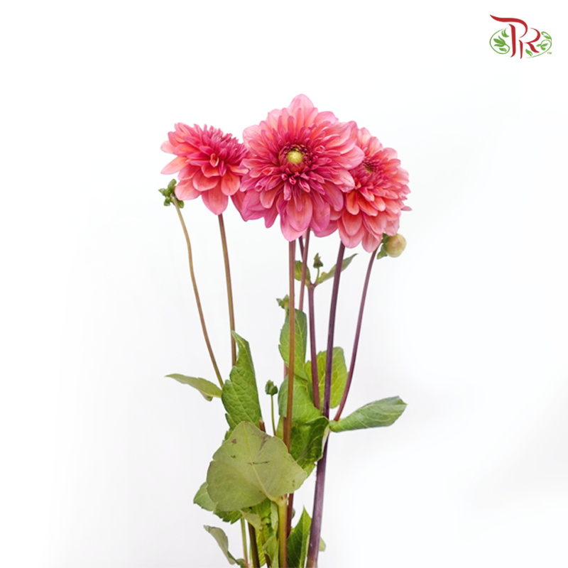 Dahlia - Salmon Runner (5 Stems)-Salmon Runner-Netherland-prflorist.com.my