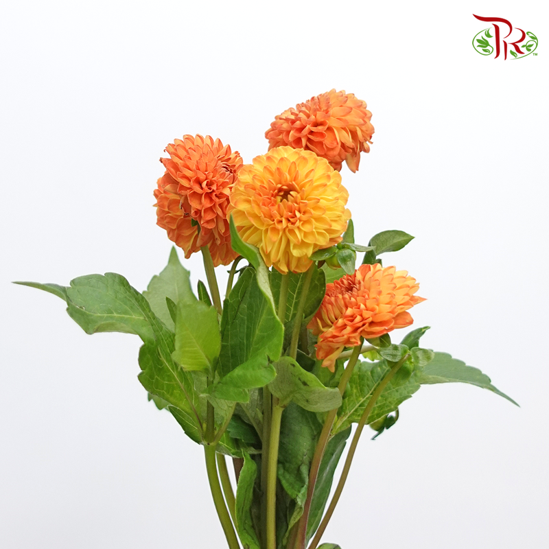Dahlia - Souvenir Dete (5 Stems)-Orange-Netherland-prflorist.com.my