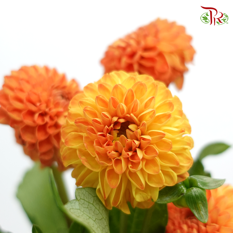 Dahlia - Souvenir Dete (5 Stems)-Orange-Netherland-prflorist.com.my