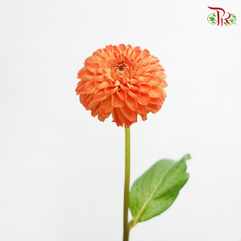 Dahlia - Souvenir Dete (5 Stems)-Orange-Netherland-prflorist.com.my