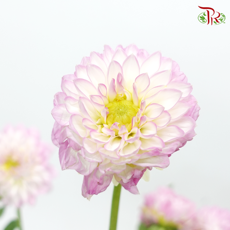 Dahlia - Tone Pink ( Per Bunch)-Pink-China-prflorist.com.my