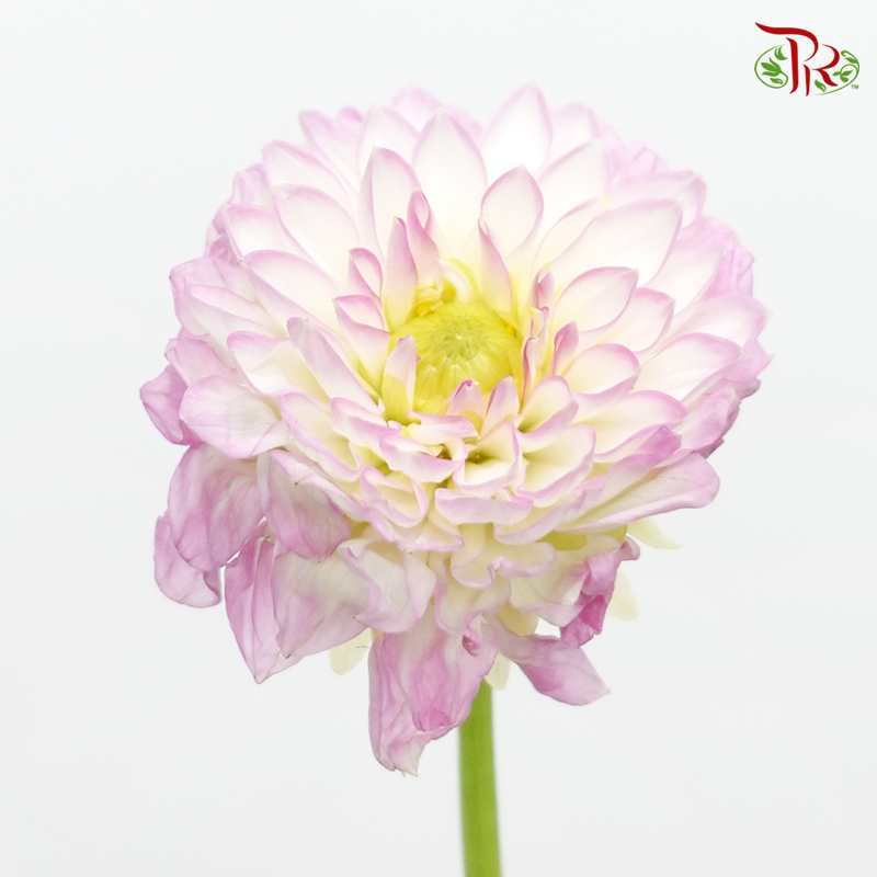 Dahlia - Tone Pink ( Per Bunch)-Pink-China-prflorist.com.my