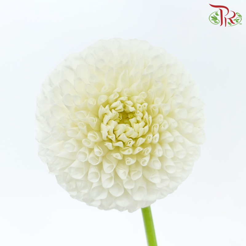 Dahlia - White 02 (Per Bunch)-White-China-prflorist.com.my