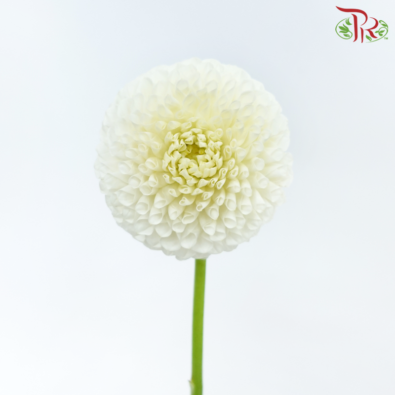 Dahlia - White 02 (Per Bunch)-White-China-prflorist.com.my