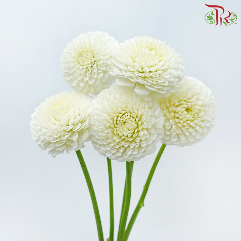 Dahlia - White 02 (Per Bunch)-White-China-prflorist.com.my