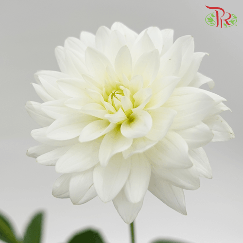 Dahlia - White (5 Stems)-White-Netherland-prflorist.com.my