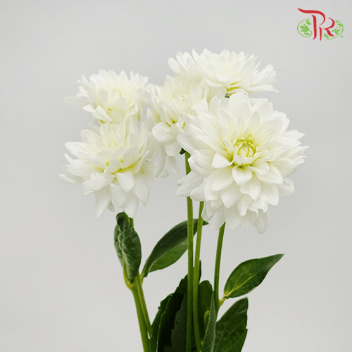 Dahlia - White (5 Stems)-White-Netherland-prflorist.com.my