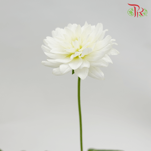 Dahlia - White (5 Stems)-White-Netherland-prflorist.com.my