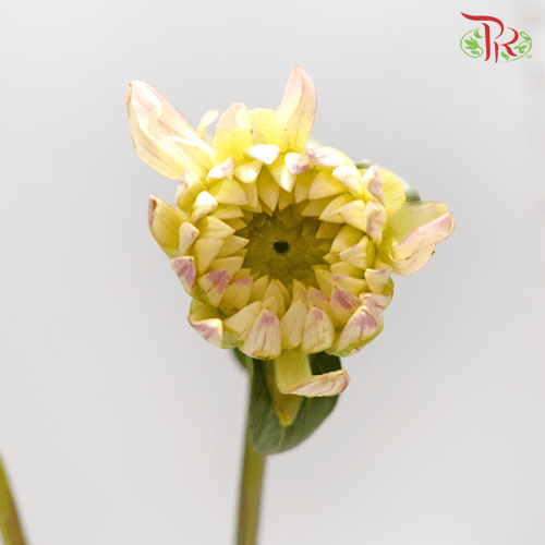 Dahlia - Yellow (Per Bunch)-Yellow-China-prflorist.com.my