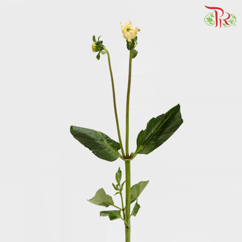 Dahlia - Yellow (Per Bunch)-Yellow-China-prflorist.com.my