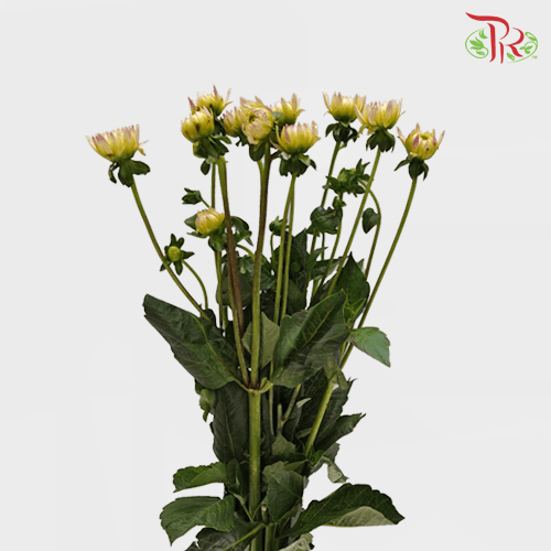 Dahlia - Yellow (Per Bunch)-Yellow-China-prflorist.com.my