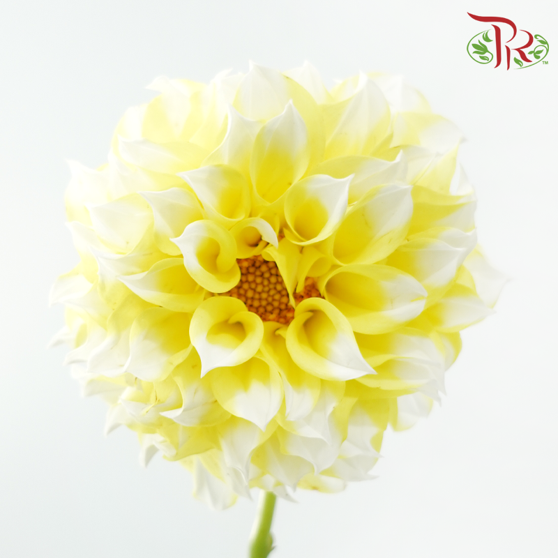 Dahlia - Yellow Pomp (Per Bunch)-Yellow-China-prflorist.com.my