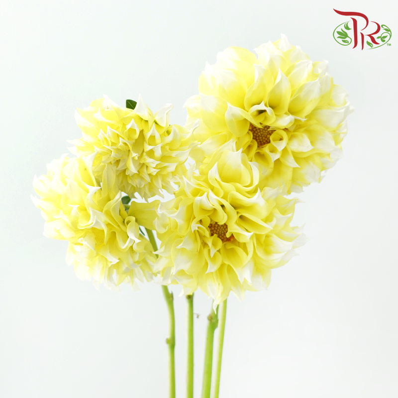 Dahlia - Yellow Pomp (Per Bunch)-Yellow-China-prflorist.com.my