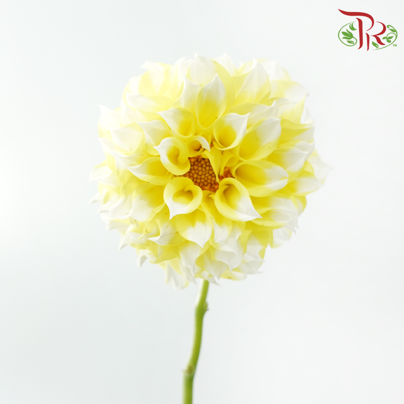 Dahlia - Yellow Pomp (Per Bunch)-Yellow-China-prflorist.com.my