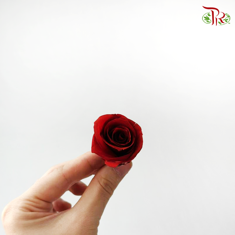 21 Blooms Preserved Rose
