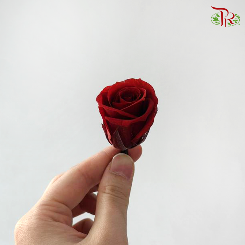 21 Blooms Preserved Rose