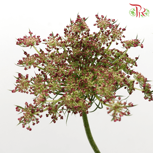 Daucus Carota - (5 Stems)-Green-Japan-prflorist.com.my