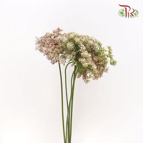 Daucus Carota Dara - (5 Stems)-Netherland-prflorist.com.my