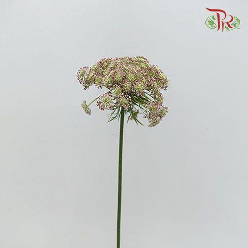 Daucus Carota Dara - (5 Stems)-Netherland-prflorist.com.my