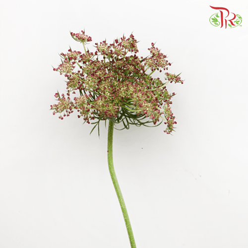 Daucus Carota - (Per Bunch)-Green-China-prflorist.com.my