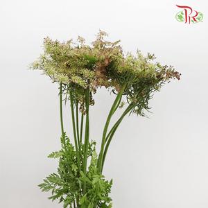 Daucus Carota - (Per Bunch)-Green-China-prflorist.com.my