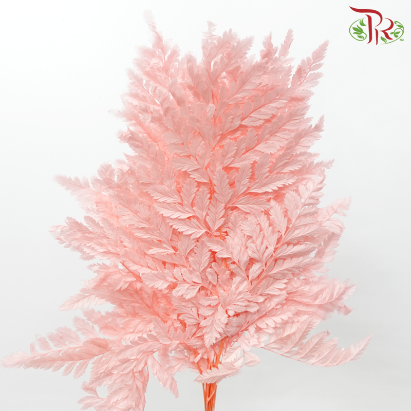 Davallia Fern Preservative - Light Pink (Per Bunch)-Pink-China-prflorist.com.my