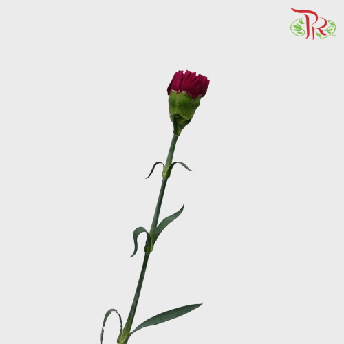 Carnation - Purple (18-20 Stems) - Pudu Ria Florist