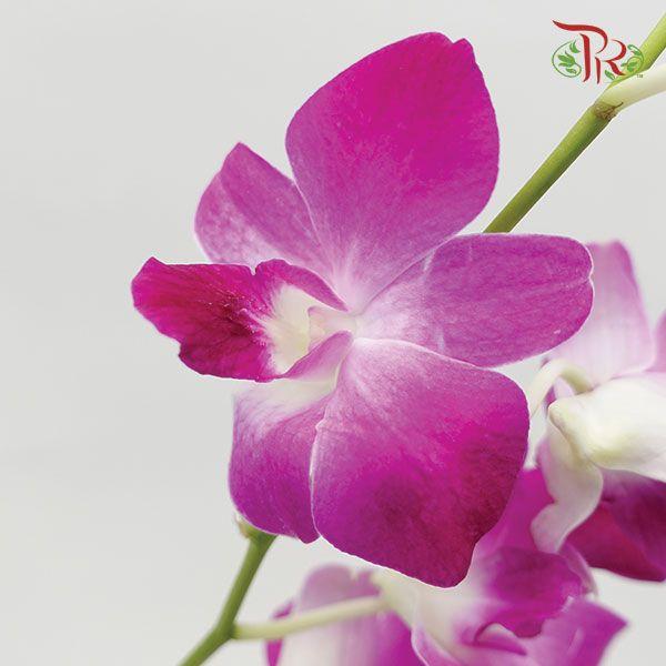 Orchid Bon - (10 Stems) - Pudu Ria Florist
