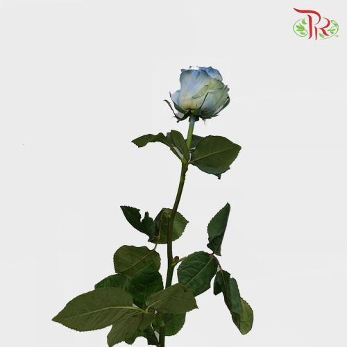Ceres Rose - Powder Blue (10 Stems) - Pudu Ria Florist
