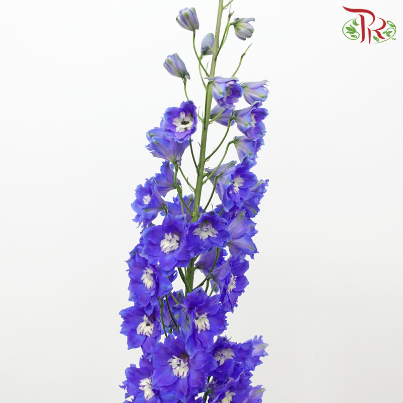 Delphinium (70-90cm) - Blue (5 Stems)-Blue-Kenya-prflorist.com.my