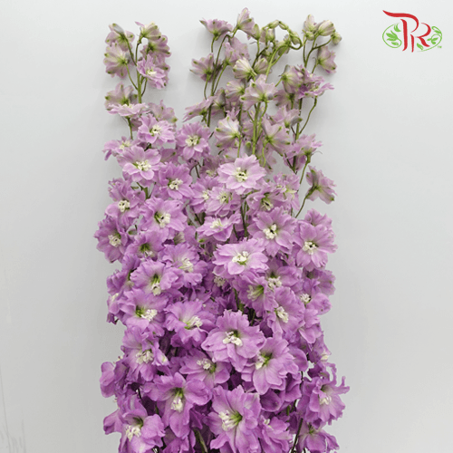 Delphinium (70-90cm) - Lilac (5 Stems)-Lilac-Kenya-prflorist.com.my