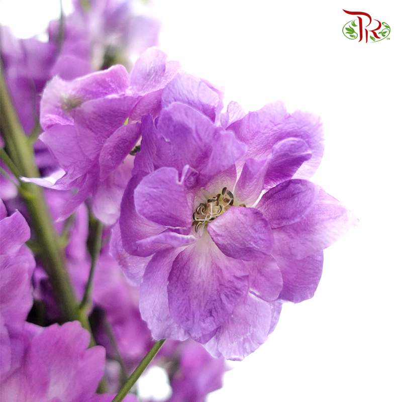 Delphinium (70cm-90cm) - Light Purple (5 Stems)-Purple-Kenya-prflorist.com.my