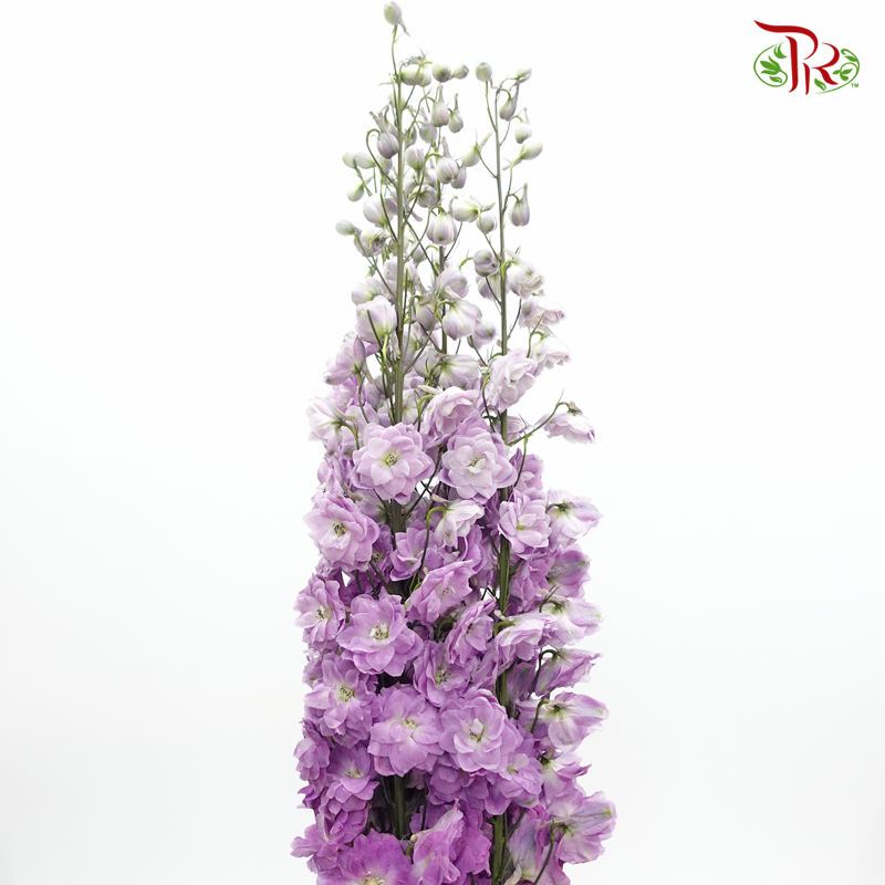 Delphinium (70cm-90cm) - Light Purple (5 Stems)-Purple-Kenya-prflorist.com.my