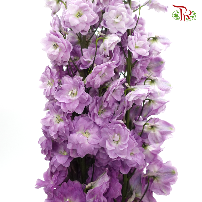 Delphinium (70cm-90cm) - Light Purple (5 Stems)-Purple-Kenya-prflorist.com.my