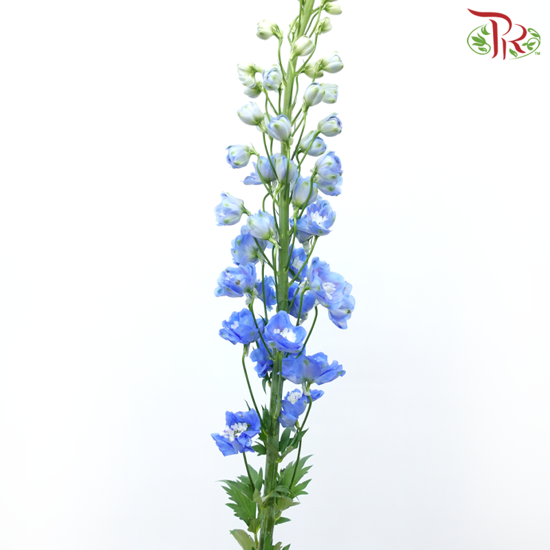 Delphinium Belladonna - Blue (5 Stems)-Blue-China-prflorist.com.my