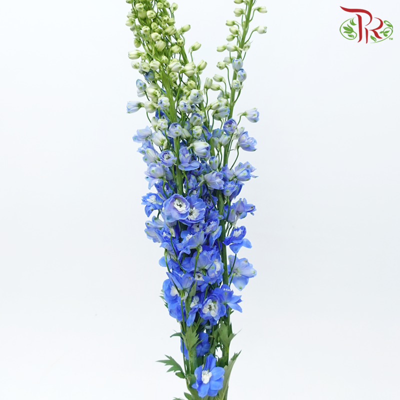 Delphinium Belladonna - Blue (5 Stems)-Blue-China-prflorist.com.my