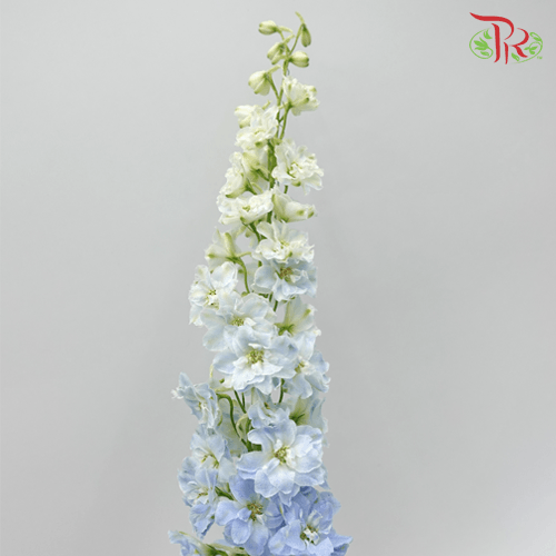 Delphinium Belladonna - Chiffon Light Blue (5 Stems)-Blue-China-prflorist.com.my