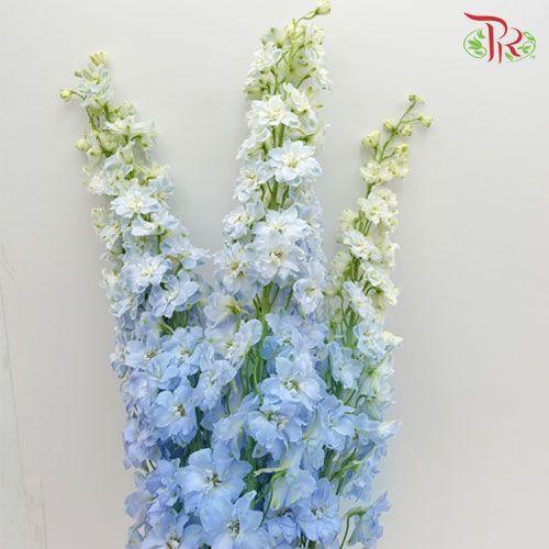 Delphinium Belladonna - Chiffon Light Blue (5 Stems)-Blue-China-prflorist.com.my