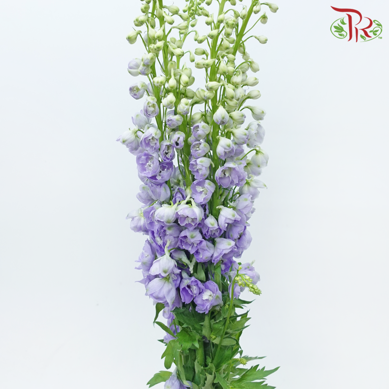 Delphinium Belladonna - Light Purple (5 Stems)-Light Purple-China-prflorist.com.my