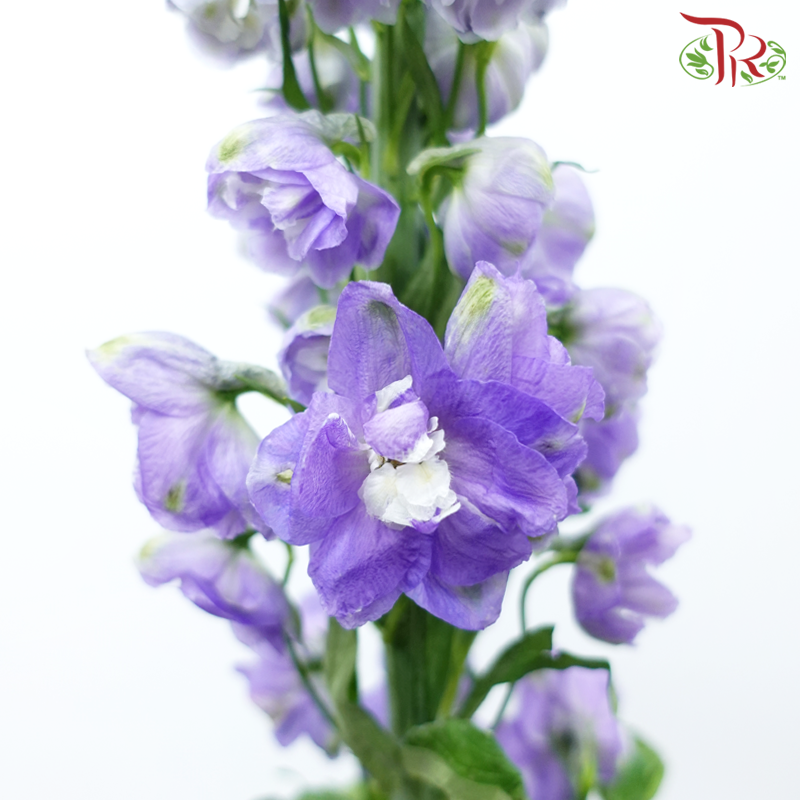 Delphinium Belladonna - Medium Purple (5 Stems)-Medium Purple-China-prflorist.com.my