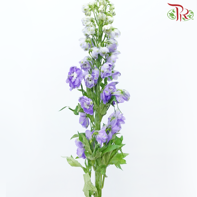 Delphinium Belladonna - Medium Purple (5 Stems)-Medium Purple-China-prflorist.com.my