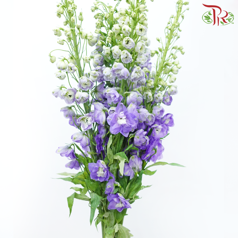 Delphinium Belladonna - Medium Purple (5 Stems)-Medium Purple-China-prflorist.com.my